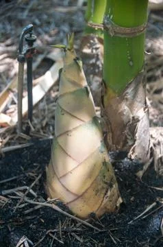 Bamboo Shoot Stock Photos