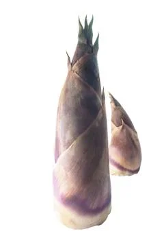 Bamboo shoot on the white background Stock-Fotos