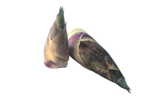 Bamboo shoot on the white background Stock Photos