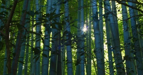 Bamboo shoots and backlight by 4k slow footage in kamakura of Japan_13 Stock Footage 100497288