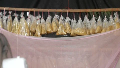 Bamboo shoots in a bag Vídeos de archivo 205532041