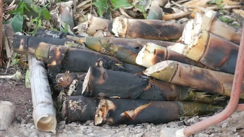 Bamboo shoots burned Stock Footage 205531972