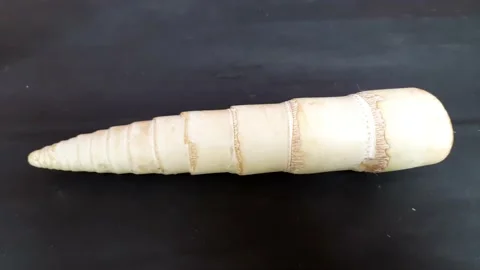 Bamboo shoots. Stock Footage 159979122