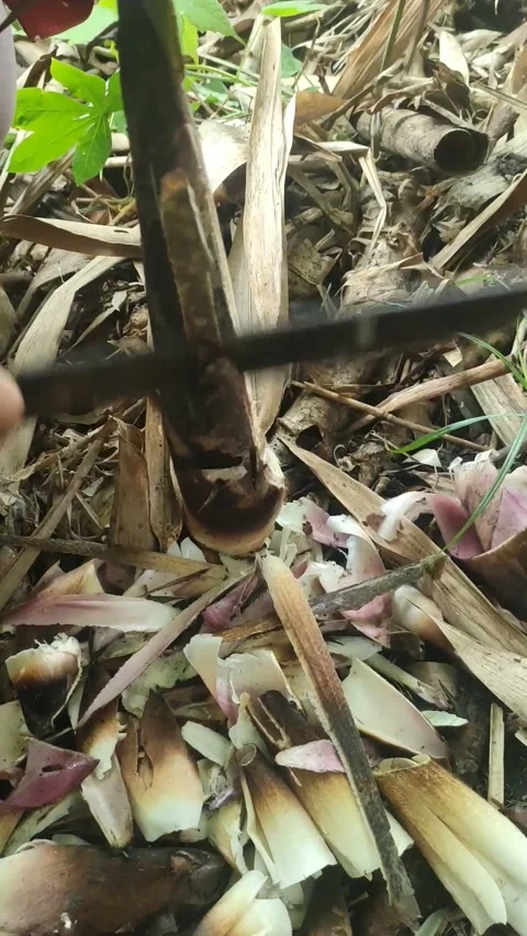 Bamboo shoots Video stock 213928661