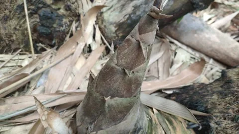 Bamboo Shoots Video stock 311663912