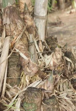 Bamboo shoots Stock Photos