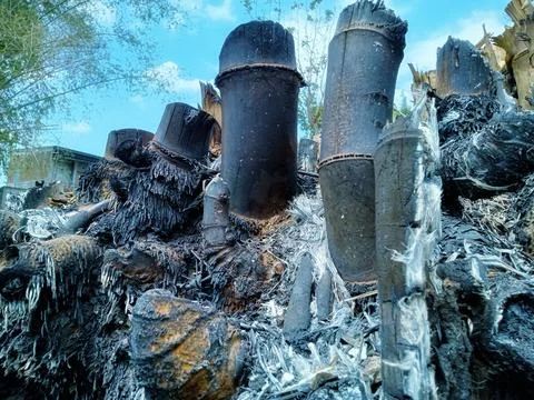 Bamboo shoots Foto stock