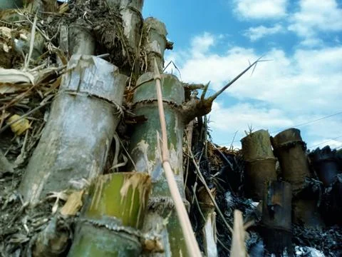 Bamboo shoots Stock Photos