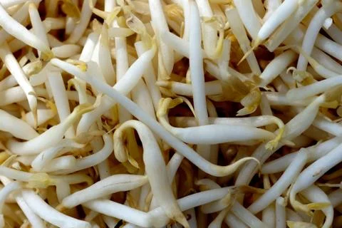 Bamboo Shoots texture Stock Photos