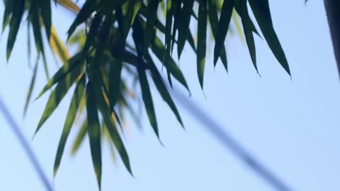 Bamboo Sky Stock Footage 304943419
