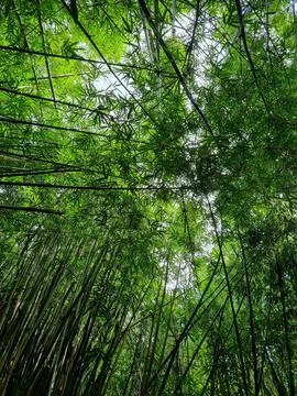 Bamboo sky Stock Photos