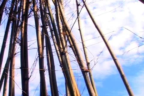 Bamboo Sky with Plane Stock Footage 503856