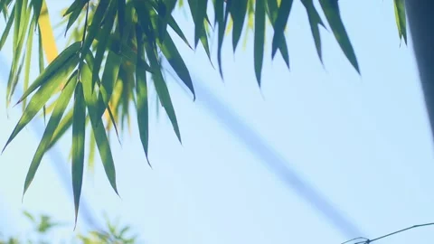 Bamboo Sky Soft Stock Footage 304943418
