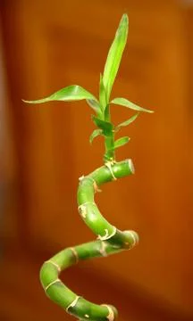 Bamboo spiral Stock-Fotos