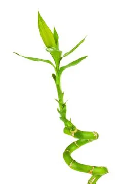 Bamboo Sprout Foto stock