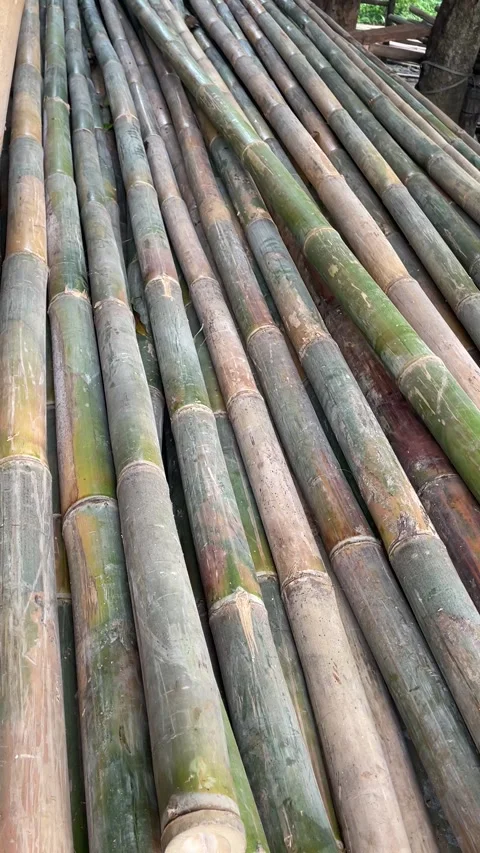 Bamboo stack, Natural bamboo texture with cross stems. Stock Footage 335140679