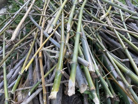 Bamboo stacking on the grown Stock Photos