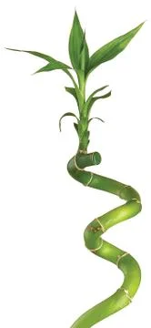Bamboo stalk with clipping path Stock Photos