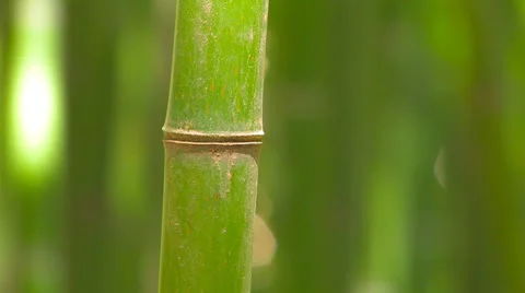 Bamboo stalk. Stock Footage 27078664