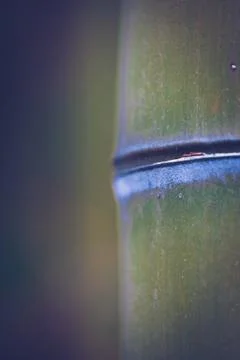 Bamboo stalk Stock Photos