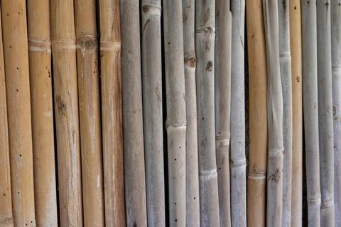 Bamboo Stalk Texture. Stock Photos
