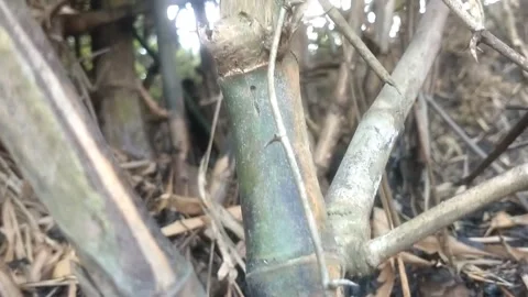 Bamboo Stalks in Dense Undergrowth 스톡 동영상 335080460