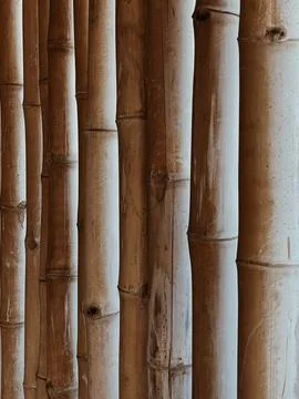 Bamboo stalks pattern background. Minimal neutral beige color texture Stock Photos