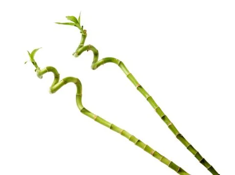 Bamboo stalks Stock Photos