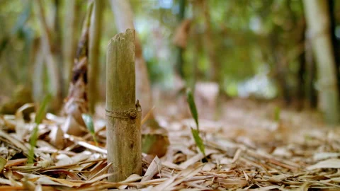 Bamboo stem and dry broken trunk. Fallen leaves in the forest or park. Stock Footage 195497049
