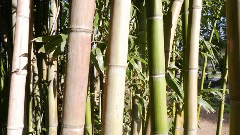 Bamboo stem with leafs in sudden movement Vidéo 189403726