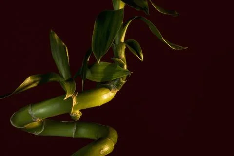 Bamboo Stem Stock Photos