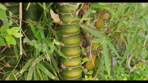Bamboo Stem with Surrounding Foliage for Mindfulness Background Use Stock Footage 327797933