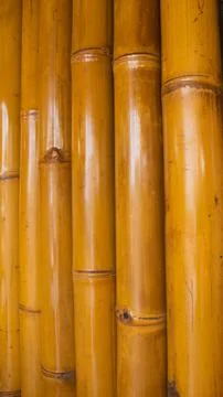 Bamboo Stem Texture – Natural Background &amp; Design Material Stock Photos