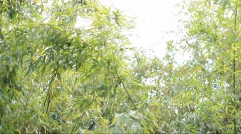 Bamboo stems and leaves blowing together in a breeze Stock Footage 883979