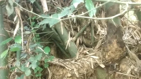 Bamboo Stems and Wild Green Foliage on Muddy Ground Видео 334663210