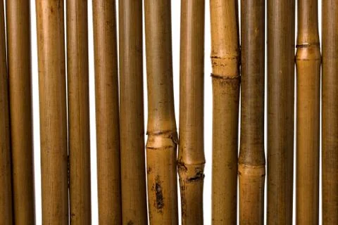 Bamboo stems background Stock Photos