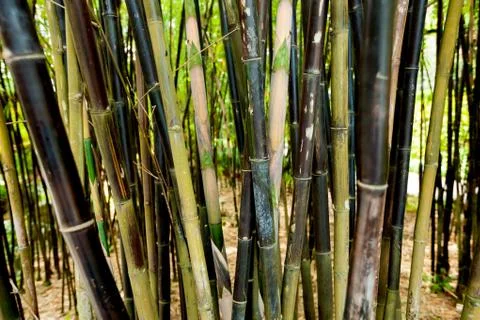 Bamboo stems background texture Foto stock