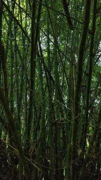 Bamboo Stems Base in Lush Green Environment Stock Photos