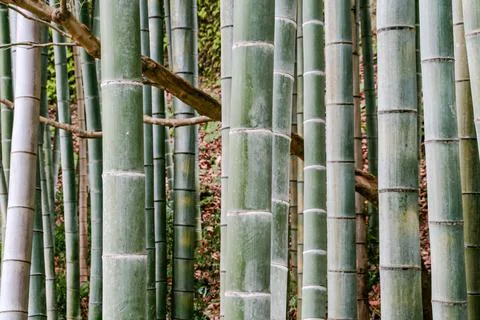 Bamboo stems in close-up Foto stock