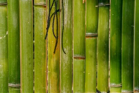 Bamboo stems in close-up Stock Photos