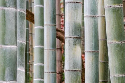 Bamboo stems in close-up Stock Photos