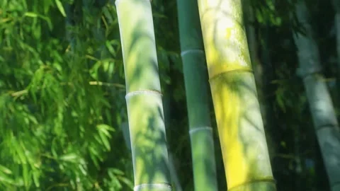 Bamboo Stems in a Forest with Sun Dappled Shadows Stock Footage 331766132