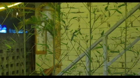 Bamboo Stems Growing Against Weathered Brick Wall Stock Footage 328526609