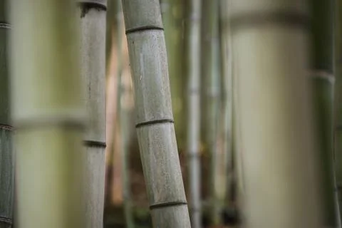 Bamboo stems in the shadow. Stock Photos
