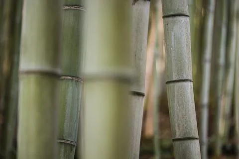 Bamboo stems in the shadow. Stock Photos
