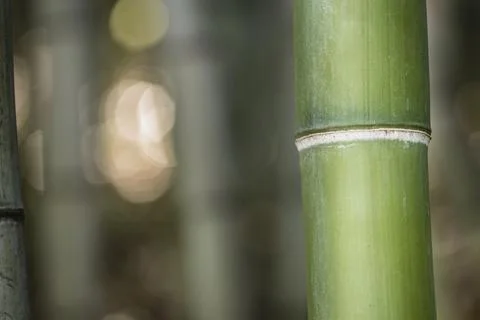 Bamboo stems in the shadow. Stock Photos