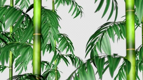 Bamboo stems sway in the wind Stock Footage 306659865