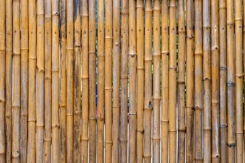 Bamboo stick background or patterns. Dried up bamboo plants used as a fence Stock Photos
