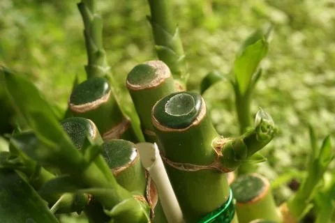Bamboo stick close up Stock Photos