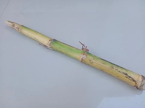 Bamboo stick in white surface Stock Photos